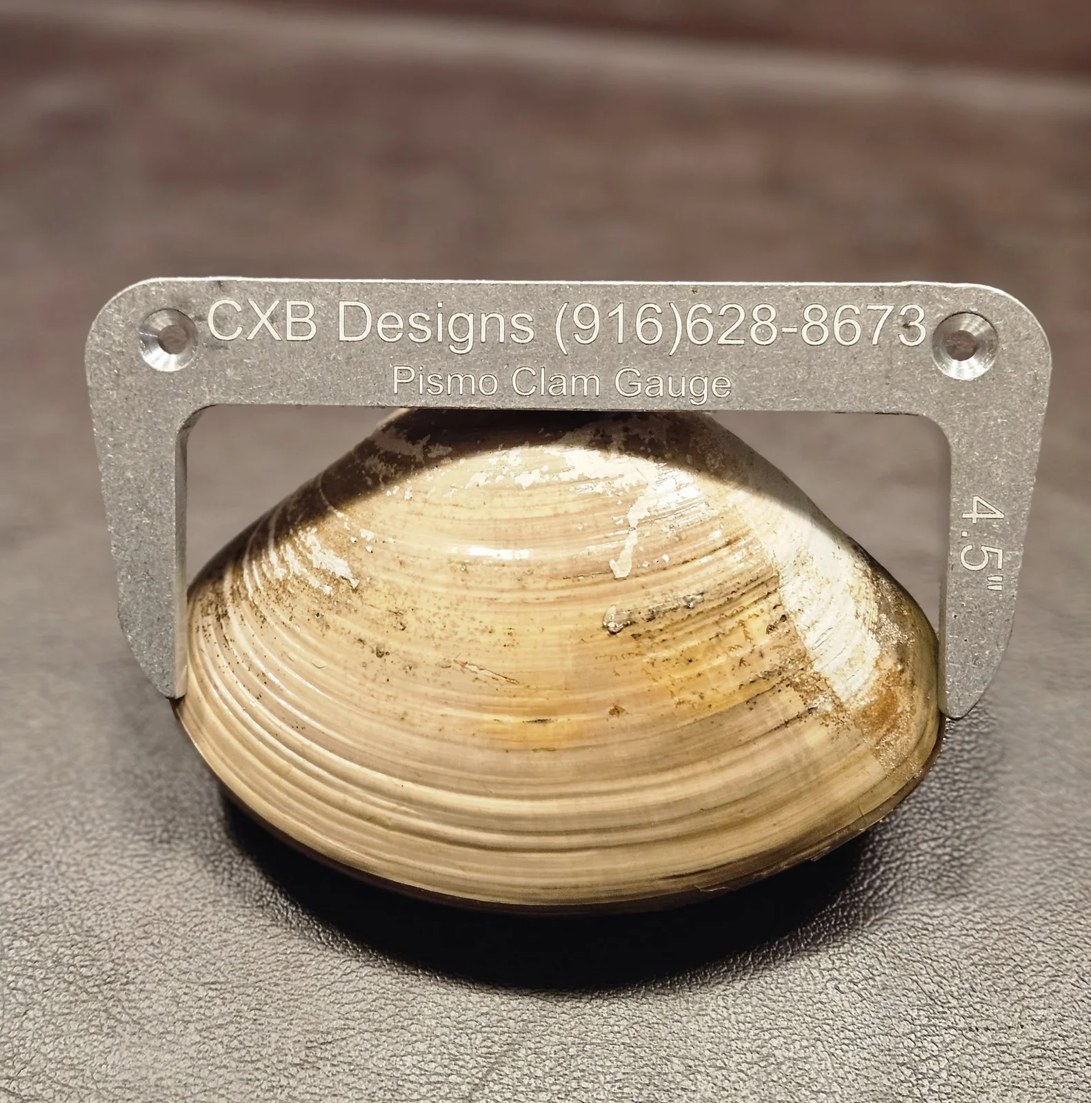 The CXB-Designs Pismo Clam Gauge being used to measure a clam — the clam fits snugly within the 4.5-inch opening, indicating it is at the legal limit.